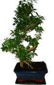 Serissa foetida - strom tísíce hvězd 387