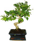Ligustrum chinensis ptačí zob 431