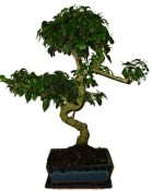 Ligustrum chinensis ptačí zob 432kwe