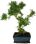 Serissa foetida - strom tísíce hvězd 387