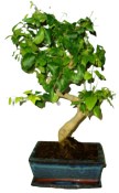 Ligustrum chinensis ptačí zob 432