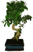 Ligustrum chinensis ptačí zob 433kwe