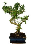 Serissa foetida - strom tísíce hvězd 387