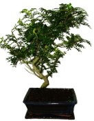 Caragona spinosa - čínský pepř 434kwe - bonsai