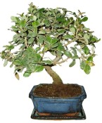 Quercus dub 434 - venkovní bonsaje