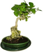 Kozlovoň - Premna - RARITA 436kwe