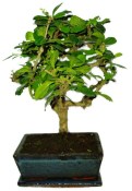 Pokojová bonsaj Carmona microphylla - čaj fuki 385
