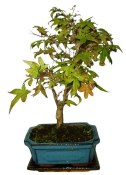 Acer palmatum - Javor dlanitolistý 436