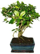 Pokojová bonsaj Carmona microphylla - čaj fuki 385