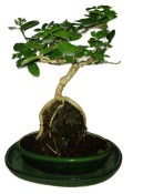 Kozlovoň - Premna - RARITA 438kwe
