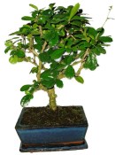 Pokojová bonsaj Carmona microphylla - čaj fuki 385