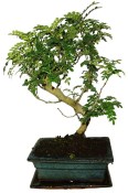Caragona spinosa - čínský pepř 438 - bonsai