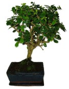 Pokojová bonsaj Carmona microphylla - čaj fuki 385