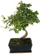Pokojová bonsai - Sagerethia thea 439