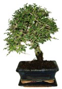 Zelkova 440kwe - pokojové bonsaje 