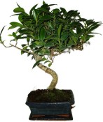Ficus retusa - fíkovník - bonsai 441kwe