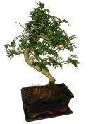 Caragona spinosa - čínský pepř 441 - bonsai