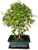 Zelkova 442kwe - pokojové bonsaje 