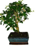 Pokojová bonsaj Carmona microphylla - čaj fuki 385