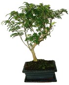 Caragona spinosa - čínský pepř 442 - bonsai