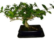 Kozlovoň - Premna - RARITA 443kwe