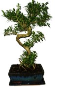 Serissa foetida - strom tísíce hvězd 387