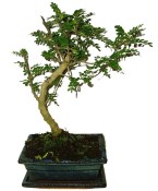 Caragona spinosa - čínský pepř 443 - bonsai