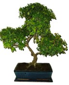 Pokojová bonsai - Sagerethia thea 444kwe