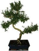 Serissa foetida - strom tísíce hvězd 446kwe