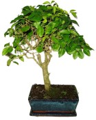 Ligustrum chinensis ptačí zob 816