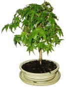 Acer palmatum - Javor dlanitolistý 446
