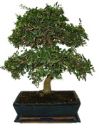 Zelkova 447kwe - pokojové bonsaje 