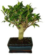 Ficus retusa - fíkovník - bonsai 325