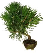 Pinus thunbergi 447 - venkovní bonsaje