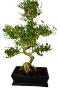 Serissa foetida - strom tísíce hvězd 449kwe