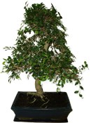 Zelkova 450kwe - pokojové bonsaje 