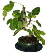 Ficus carica - fíkovník plodící fíky 450