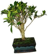 Ficus retusa - fíkovník - bonsai 325
