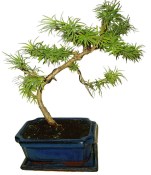 Pseudolarix 451