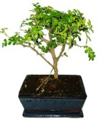 Caragona spinosa - čínský pepř 362 - bonsai