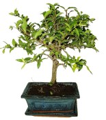 Malphigia - Barbadosská třešeň - Acerola 452