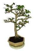 Acerola - Mapighia - tropická barbadosská třešeň 588