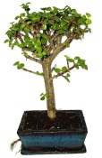 Tlustice - Portulacaria Afra 612