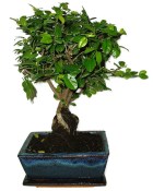 Pokojová bonsai - Sagerethia thea 452kwe