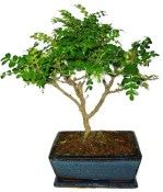 Caragona spinosa - čínský pepř 362 - bonsai