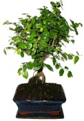 Pokojová bonsai - Sagerethia thea 452kwe
