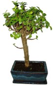 Tlustice - Portulacaria Afra 612