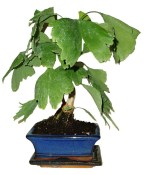 Gingko biloba - jinan dvoulaločný 034