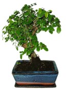 Pokojová bonsai - Sagerethia thea 452kwe
