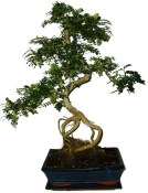 Caragona spinosa - čínský pepř 362 - bonsai